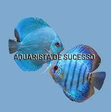 Capa: Aquarista de Sucesso Marcos Alvarenga Download – Curso Completo