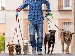 Capa: Curso Dog Walker: Baixe Agora o Guia Completo