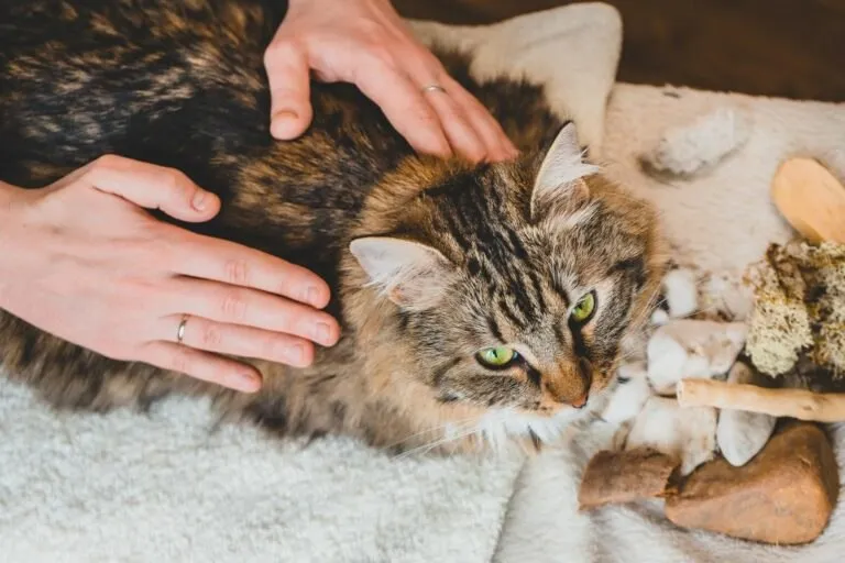 Capa: Massagens para Gatos Julieta Viano Download Completo