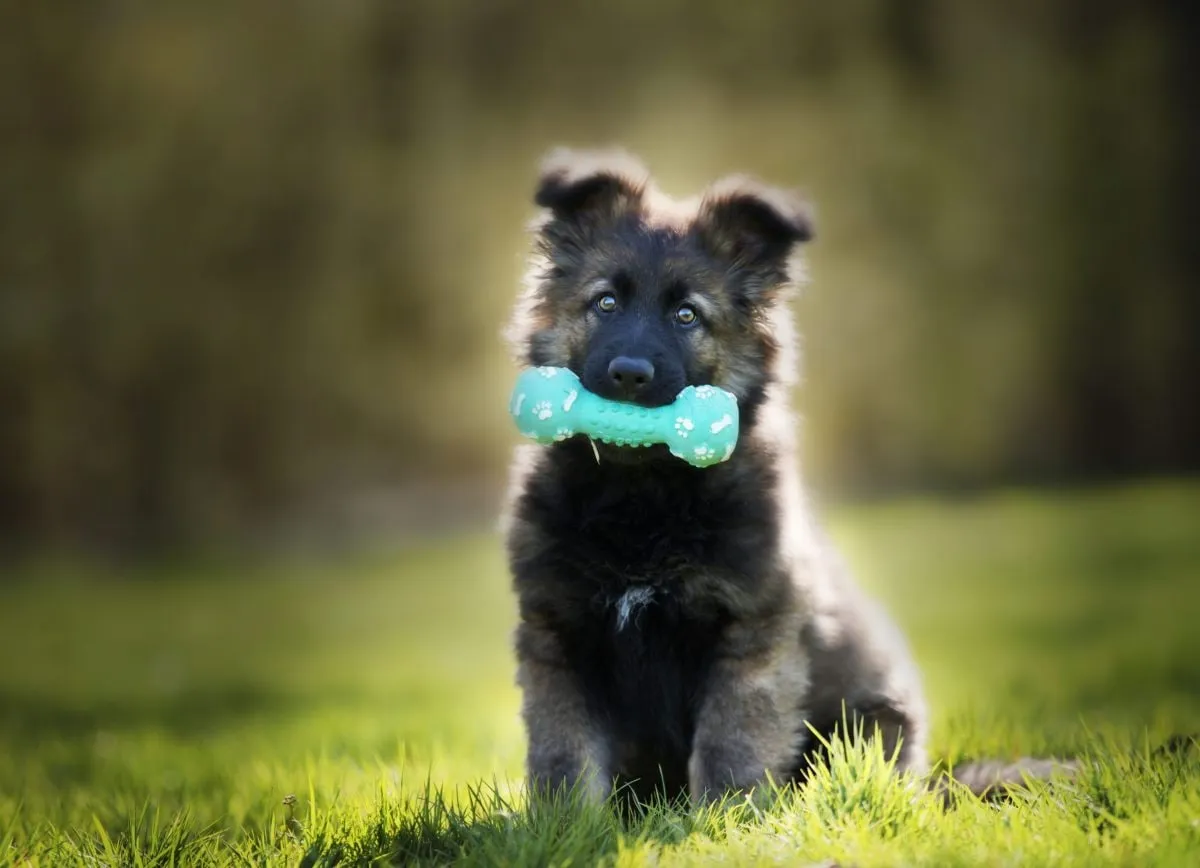 Capa: Baixar Curso Adestramento Brinquedo Bom Pra Cachorro: Download Completo