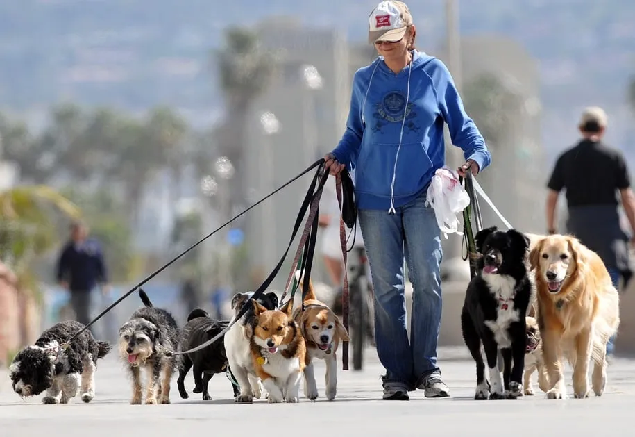 Capa: Curso Dog Walker: Baixe Agora e Domine Passeios com Cães