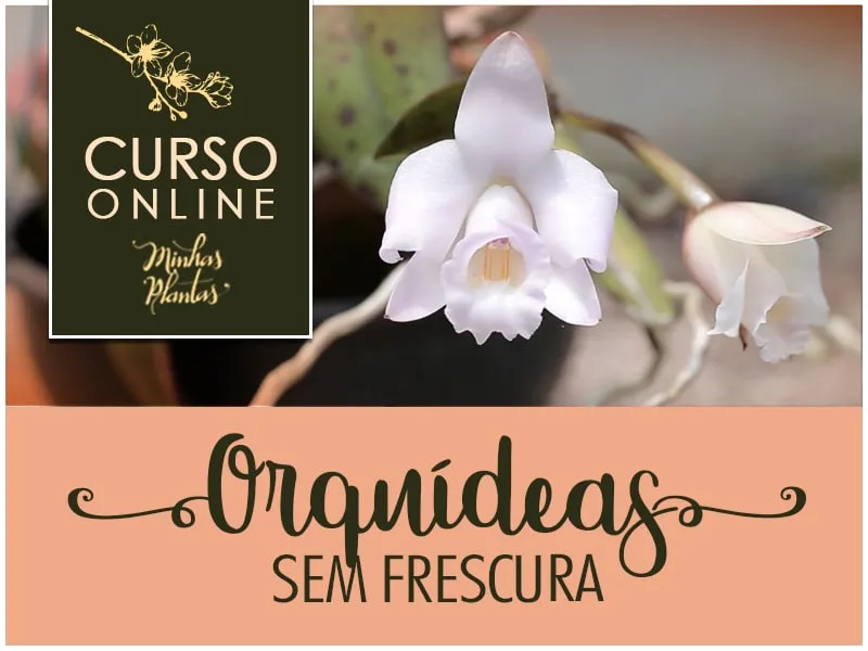 Capa: Orquídeas sem Frescura Carol Costa Download: Domine o Cultivo